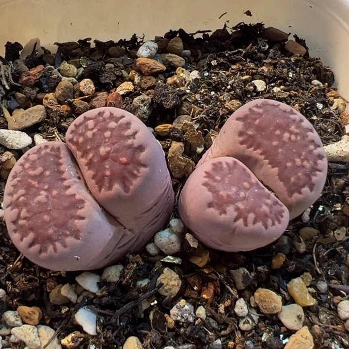 95多肉植物百科植物