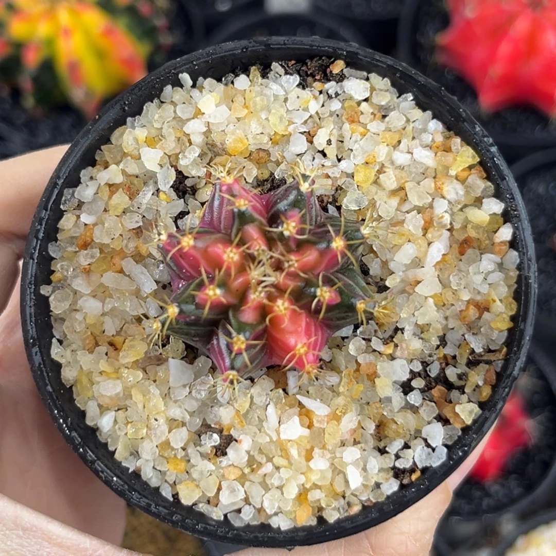 粉臀泰系米哈仙人球实生