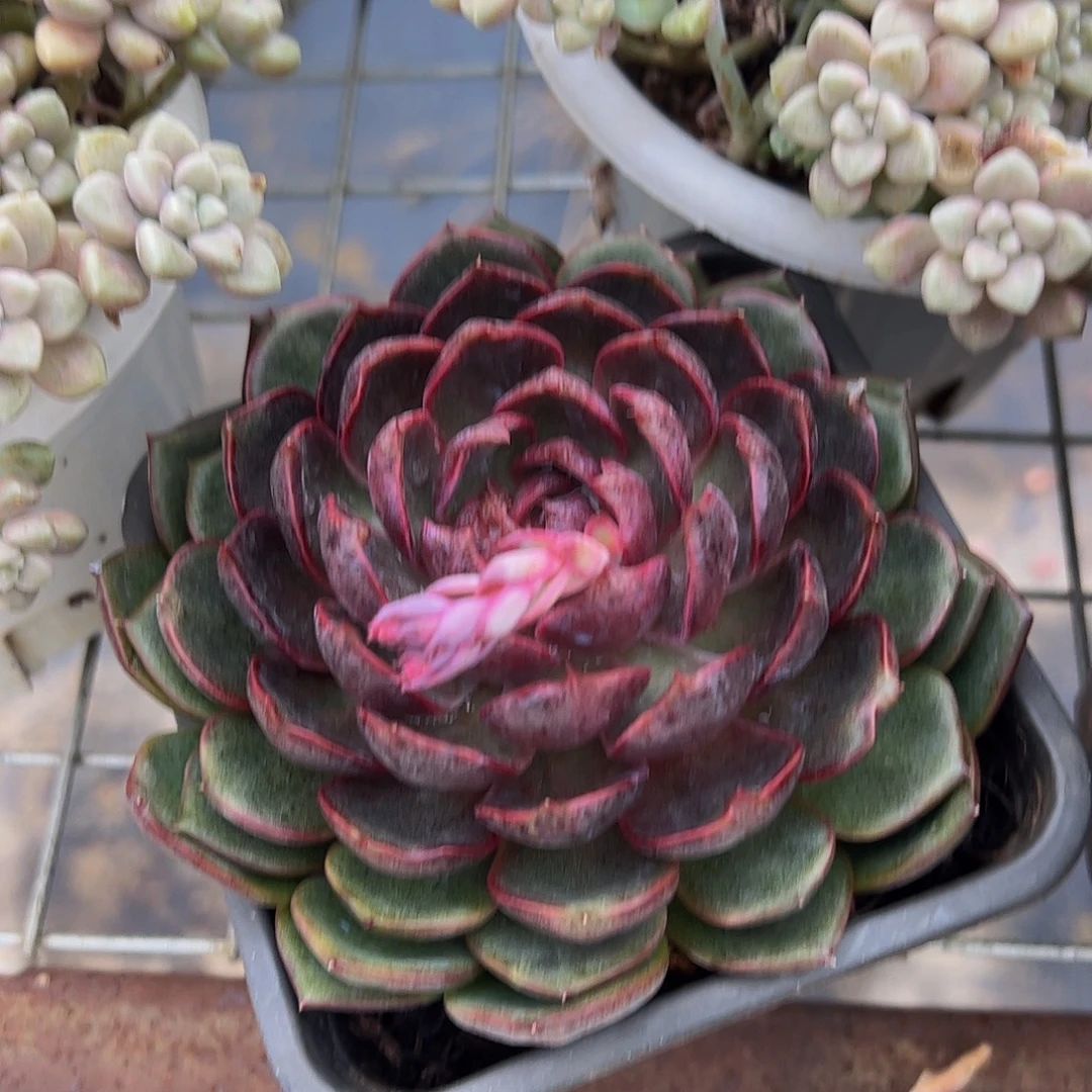 蓝莓大单头精品特价