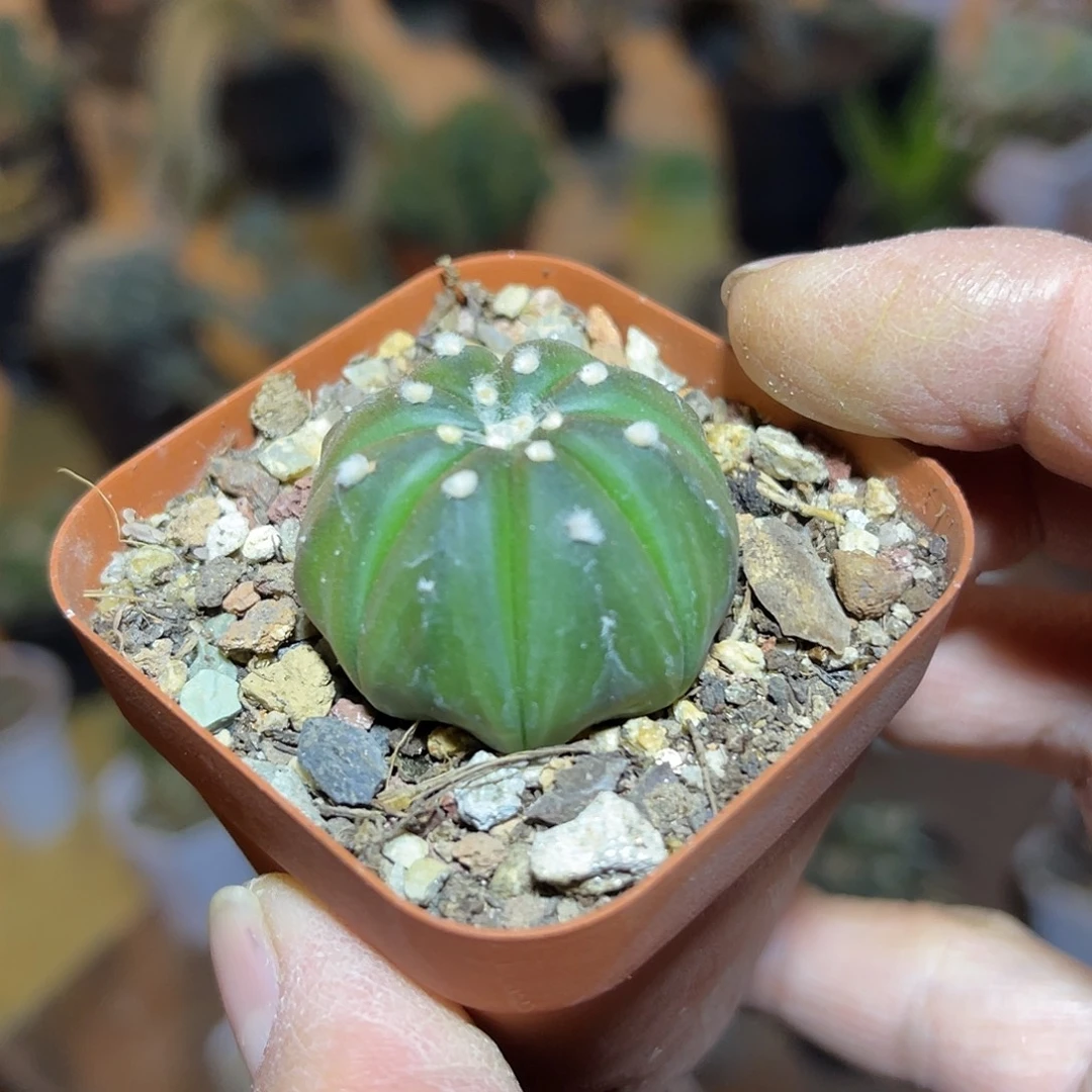 实生星兜一物一拍