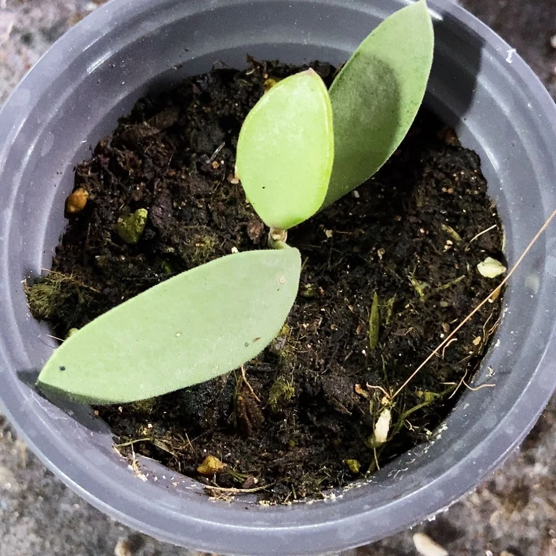 完全开放全银钱叶球兰30