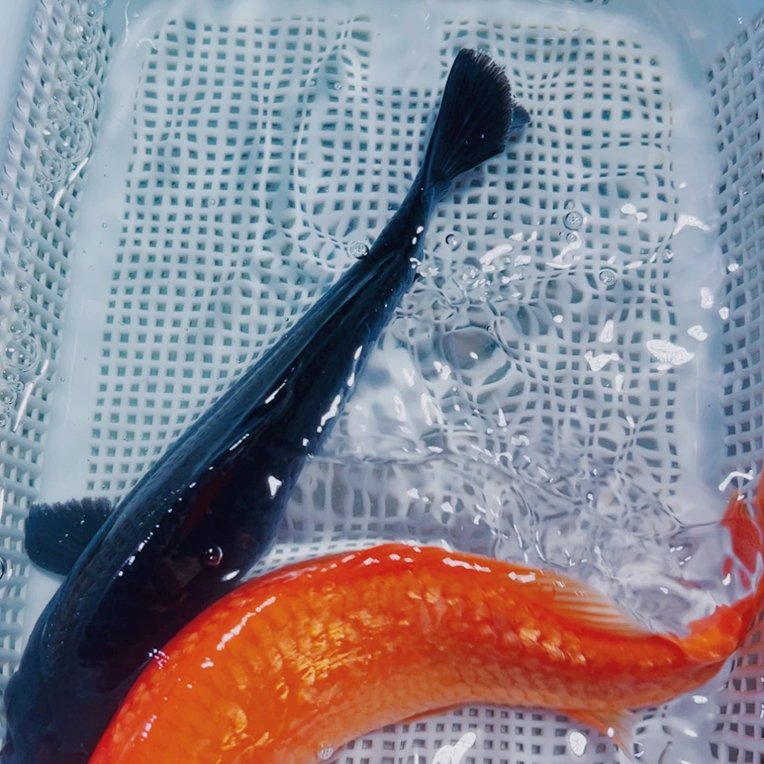 海水鱼锦鲤观赏鱼