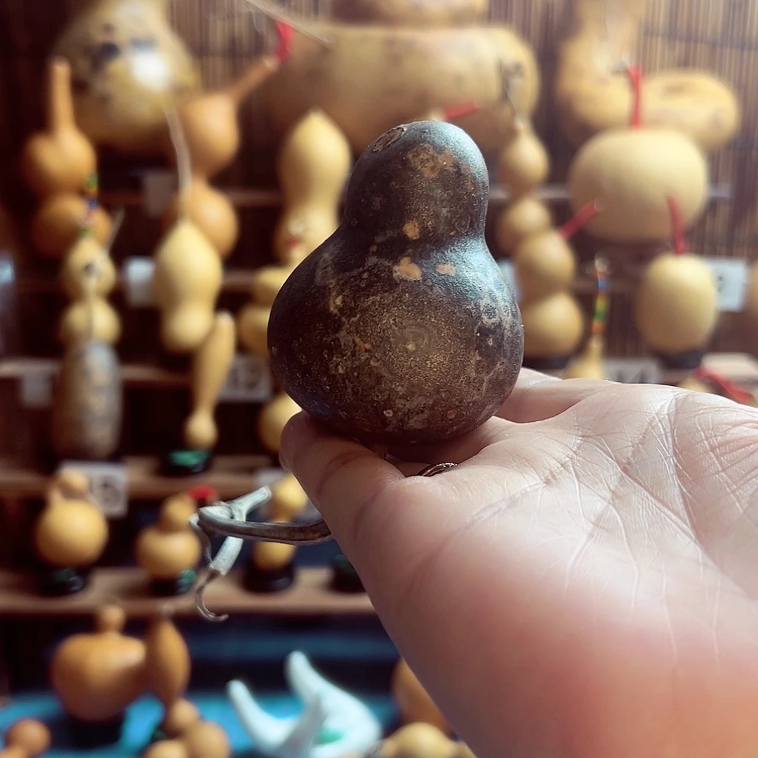 花皮黑金小侧脐9.9米包邮