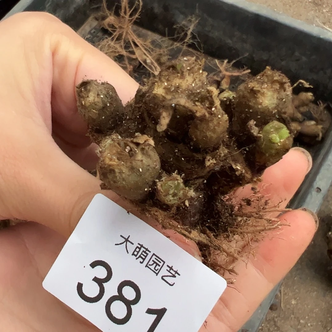 一物一拍。            381