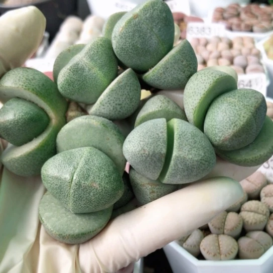 6460，3.7-4.3厘米如图