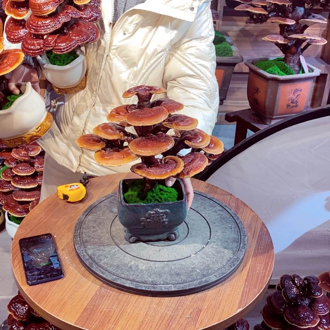 发财树发财树发财树