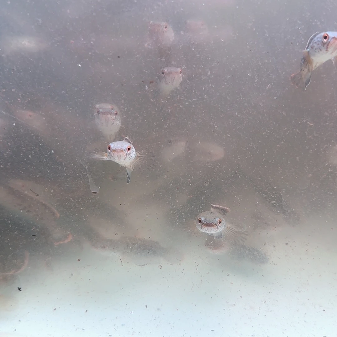 雷龙鬼王。  ，1111111111111