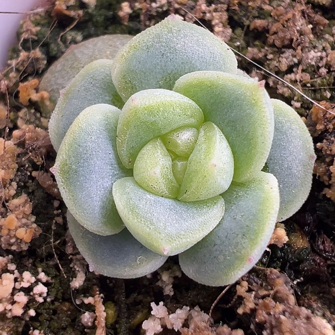 银行狗花楹。      超级福利