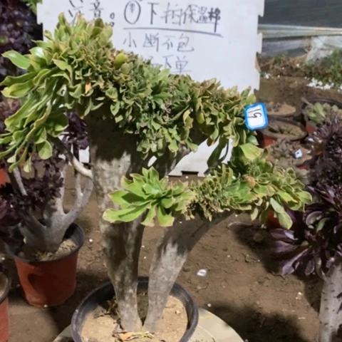 原始绿缀一物一拍