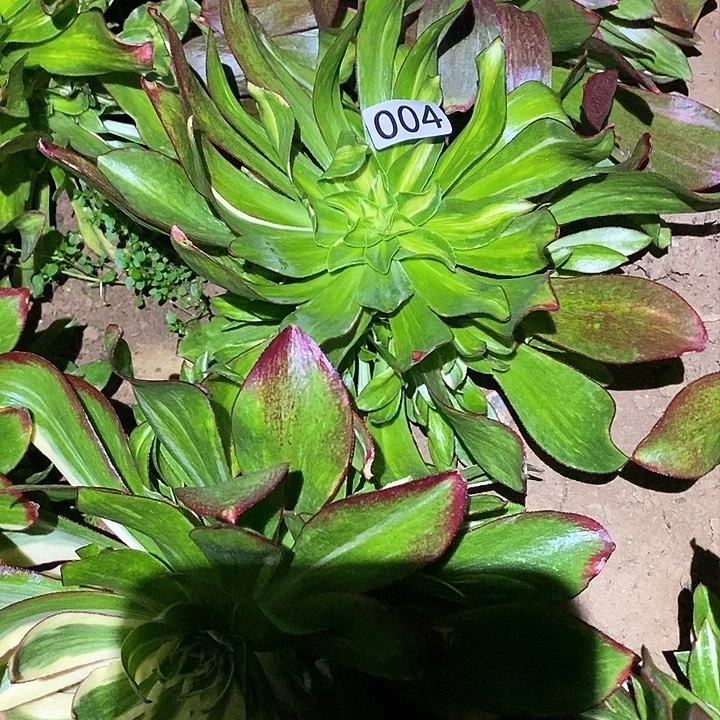 爱*秋多肉植物法师4魅影七彩