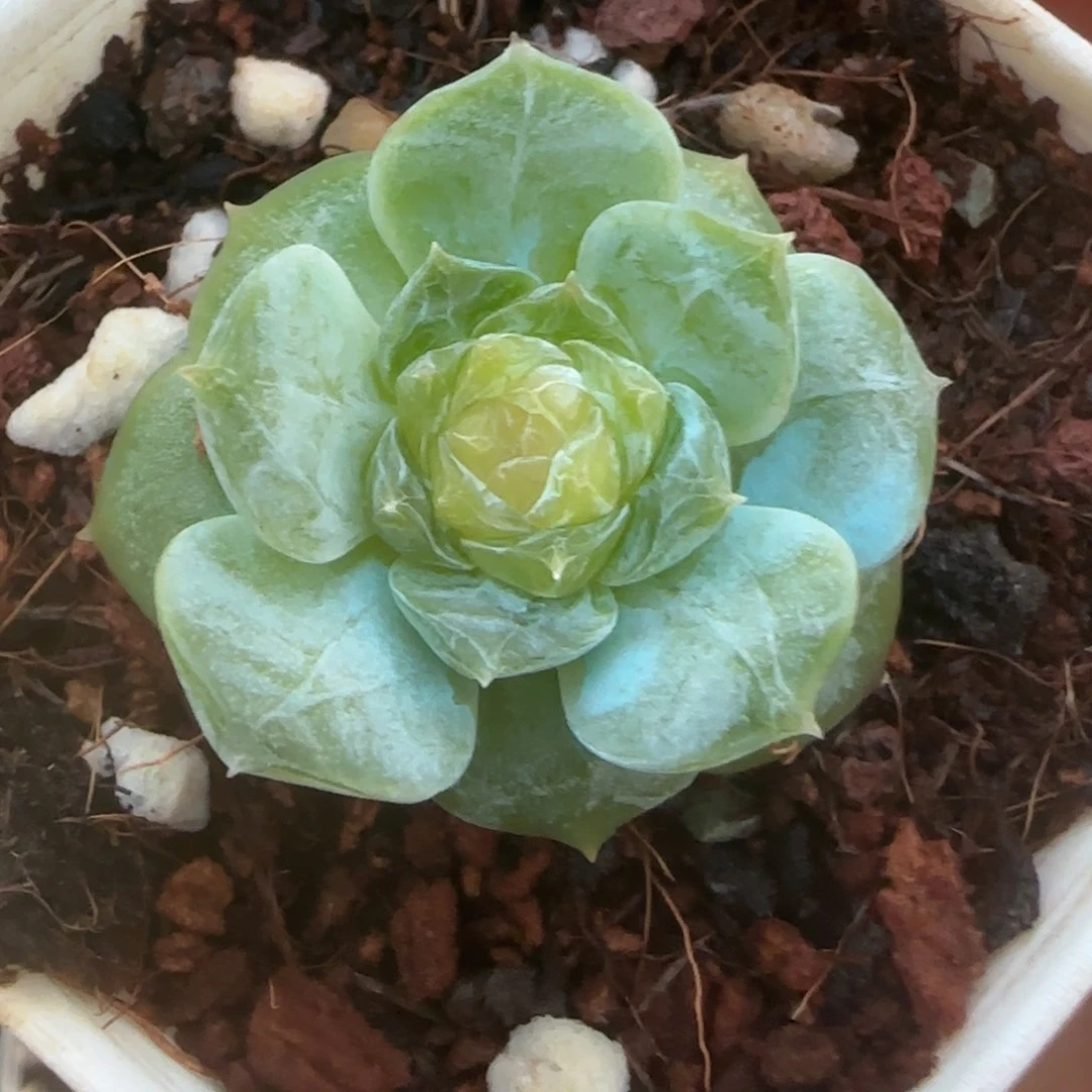 小卡拉米糖心一物一拍