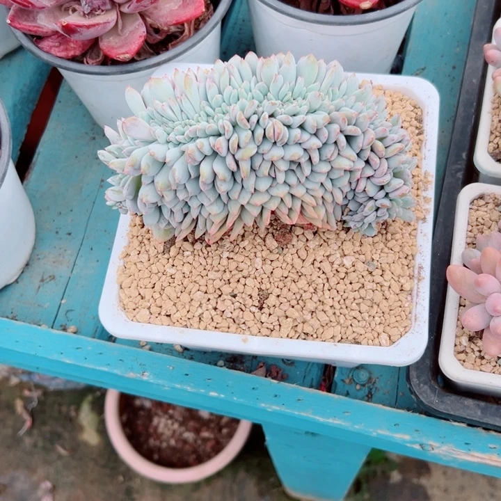常****精品多肉植物老桩随机发