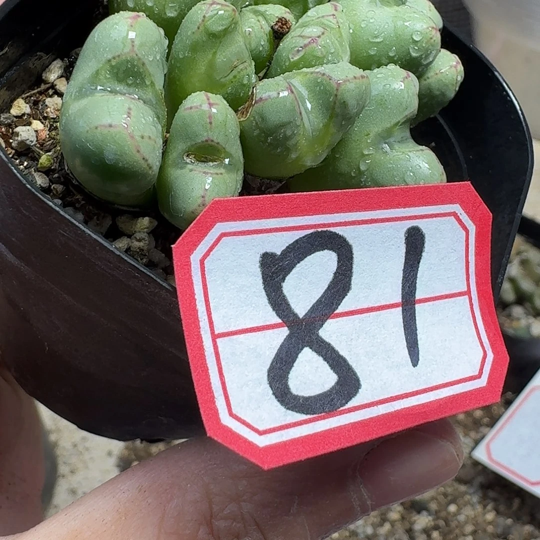 多肉植物的人生gbnm