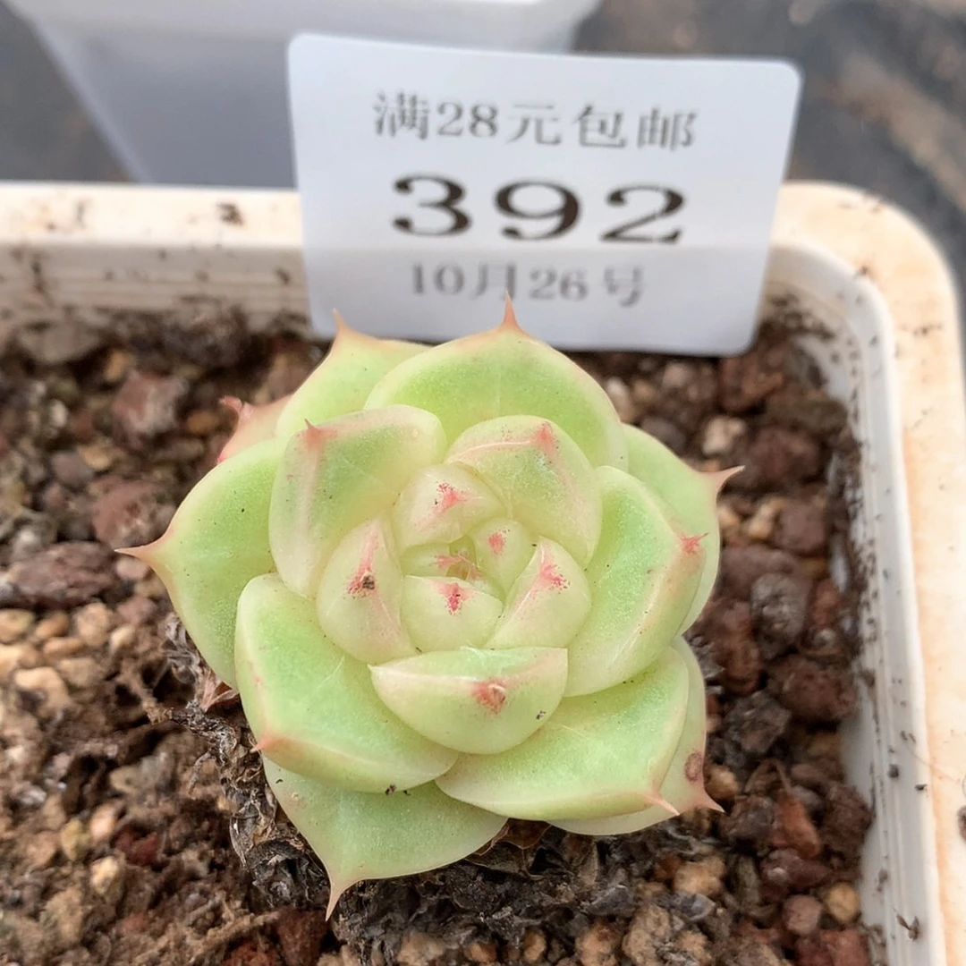 【闪购商品】云392号