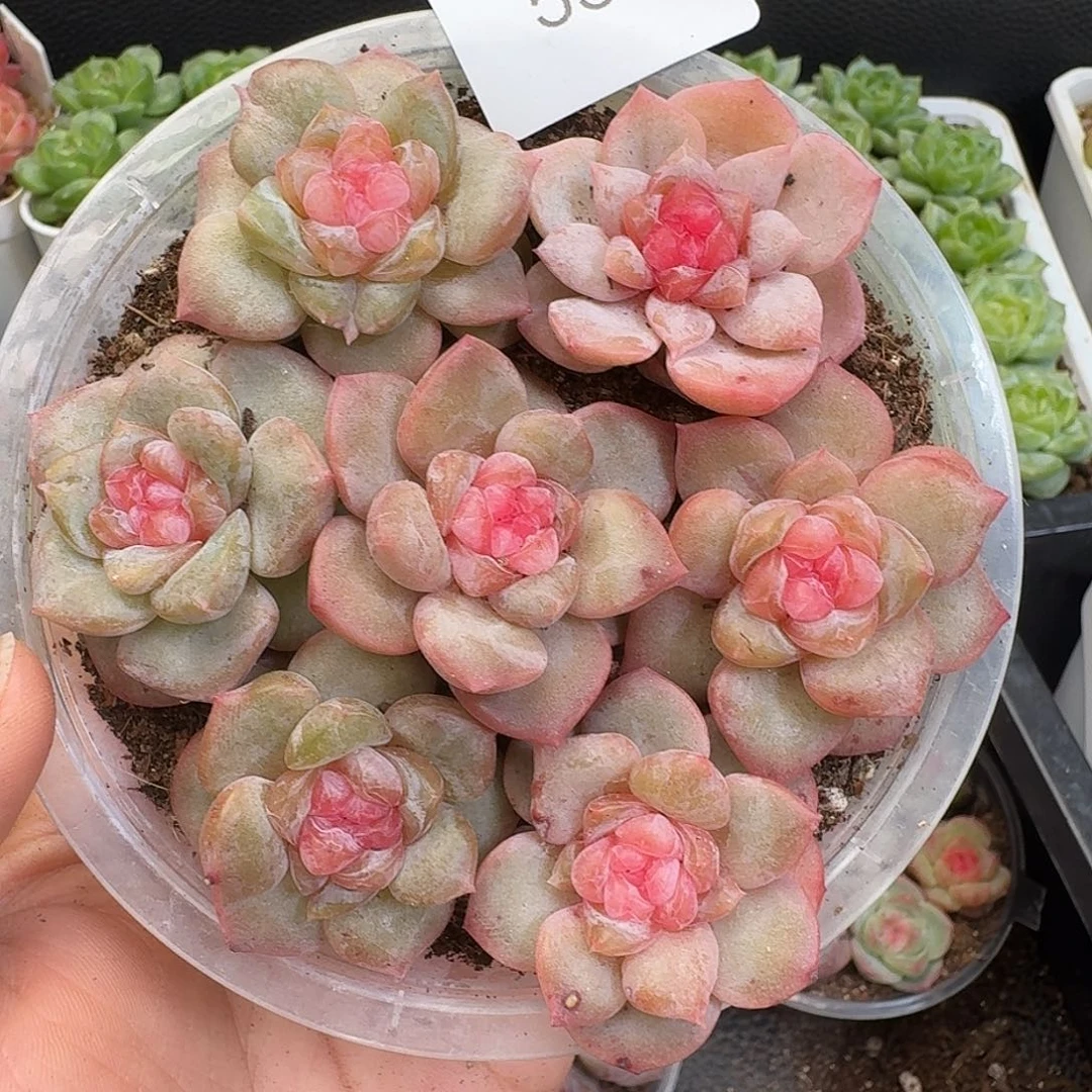 一物一拍一物一拍917-550