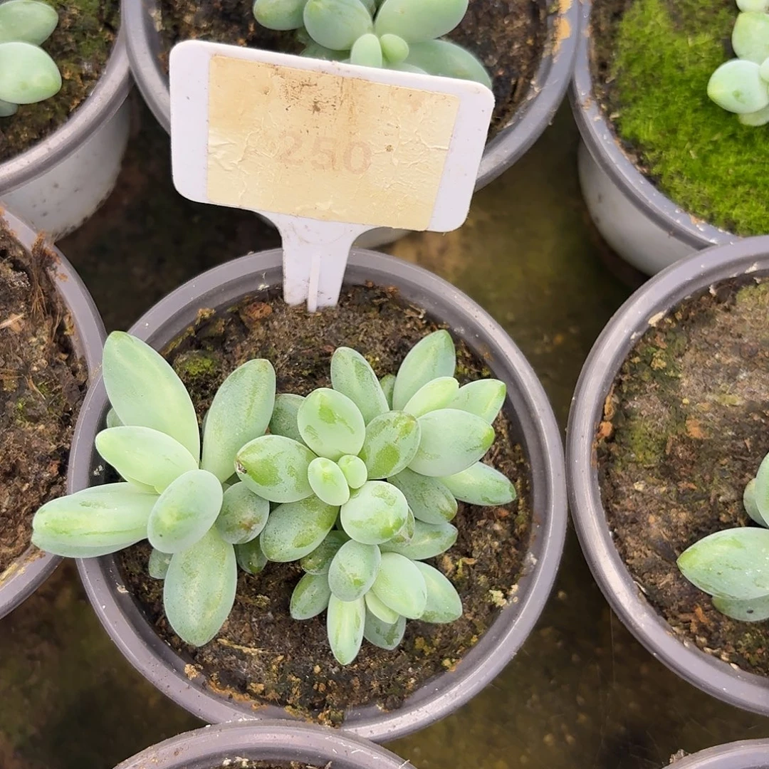 白兰地1234567891011111