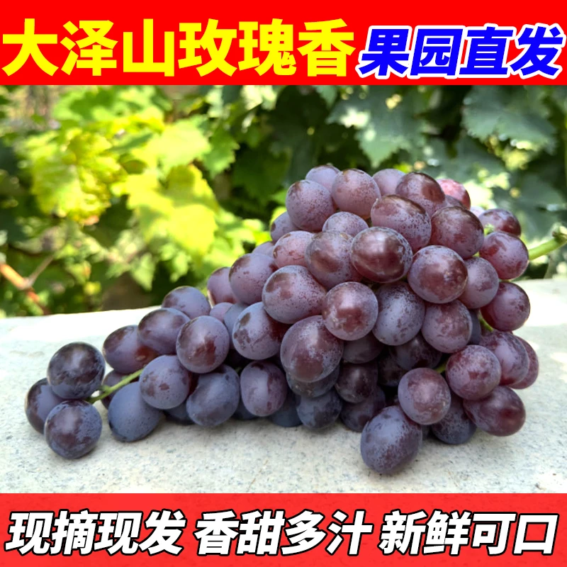 正宗平度大泽山玫瑰香葡萄新鲜现摘软糯甘甜多汁当季水果包邮到家