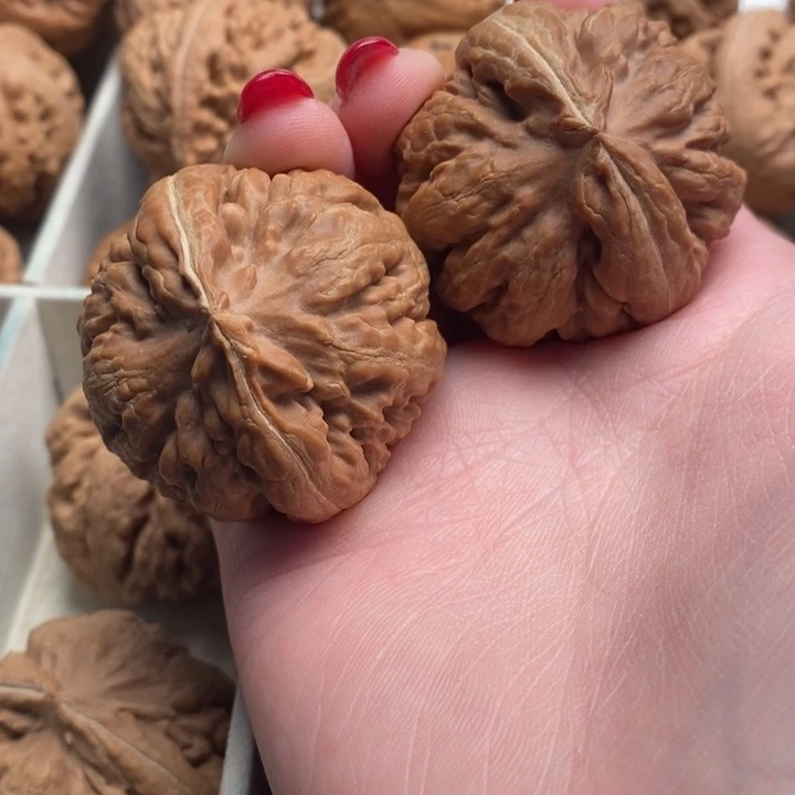 &***少霸王龙全品如修一刀没动