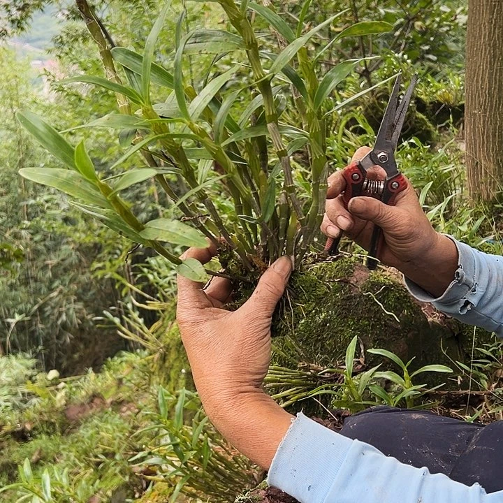 完全开放盆景花卉荔枝现场采摘
