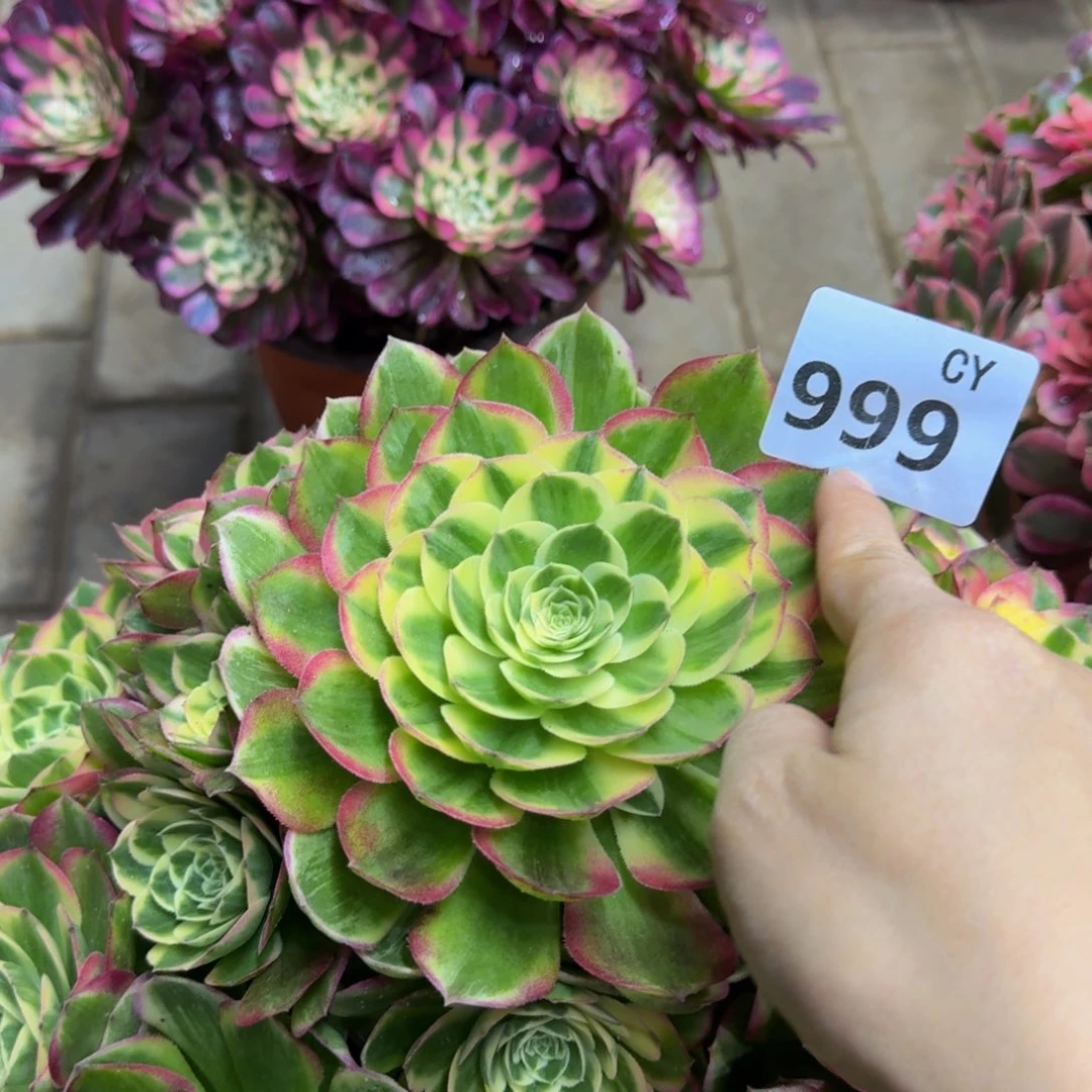 j***8多肉植物999海鲜 fsc法师