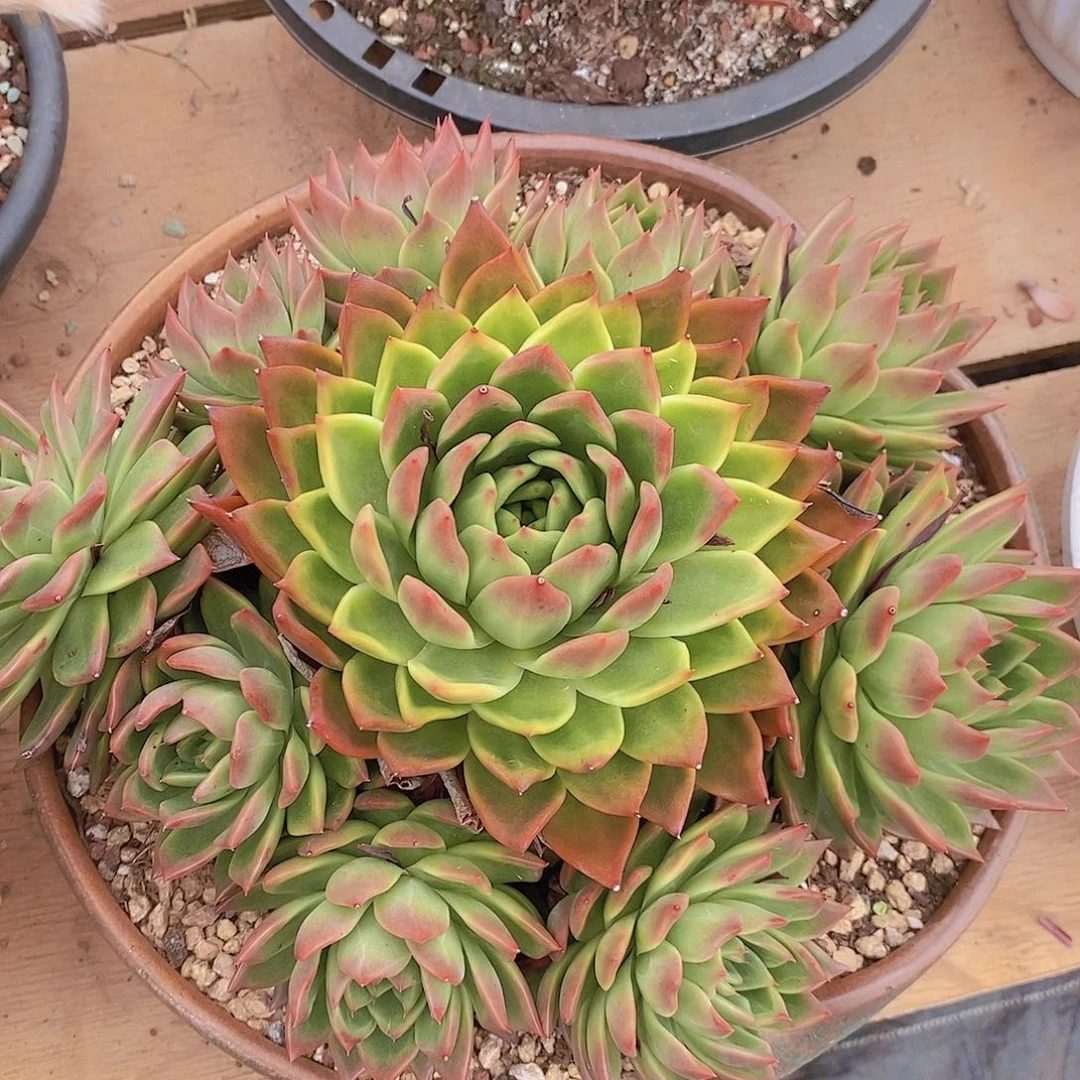 多肉植物黄金玫瑰