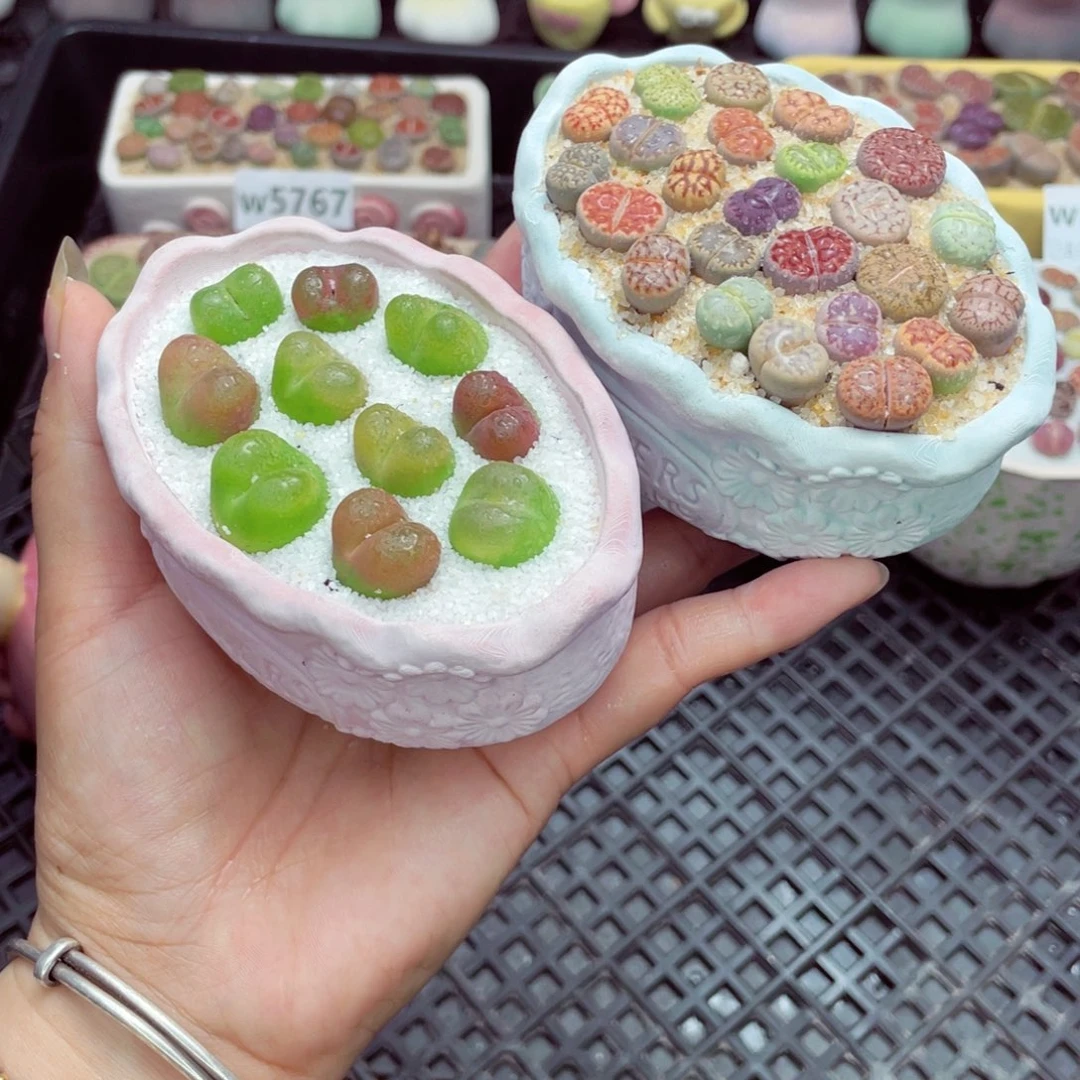 w5777 盆微瑕 带盆土发货一物一拍