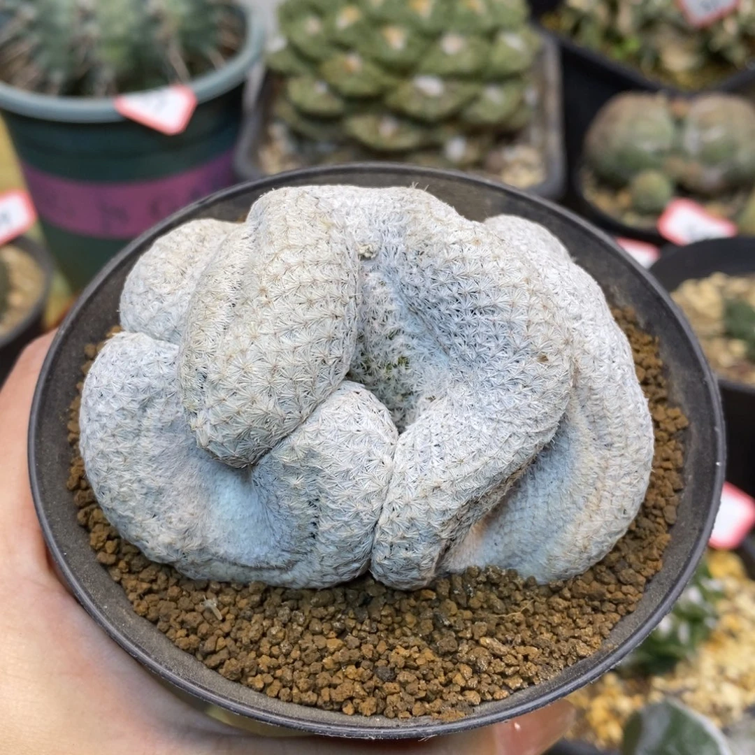 59号 自根白鸟缀化8公分带盆土