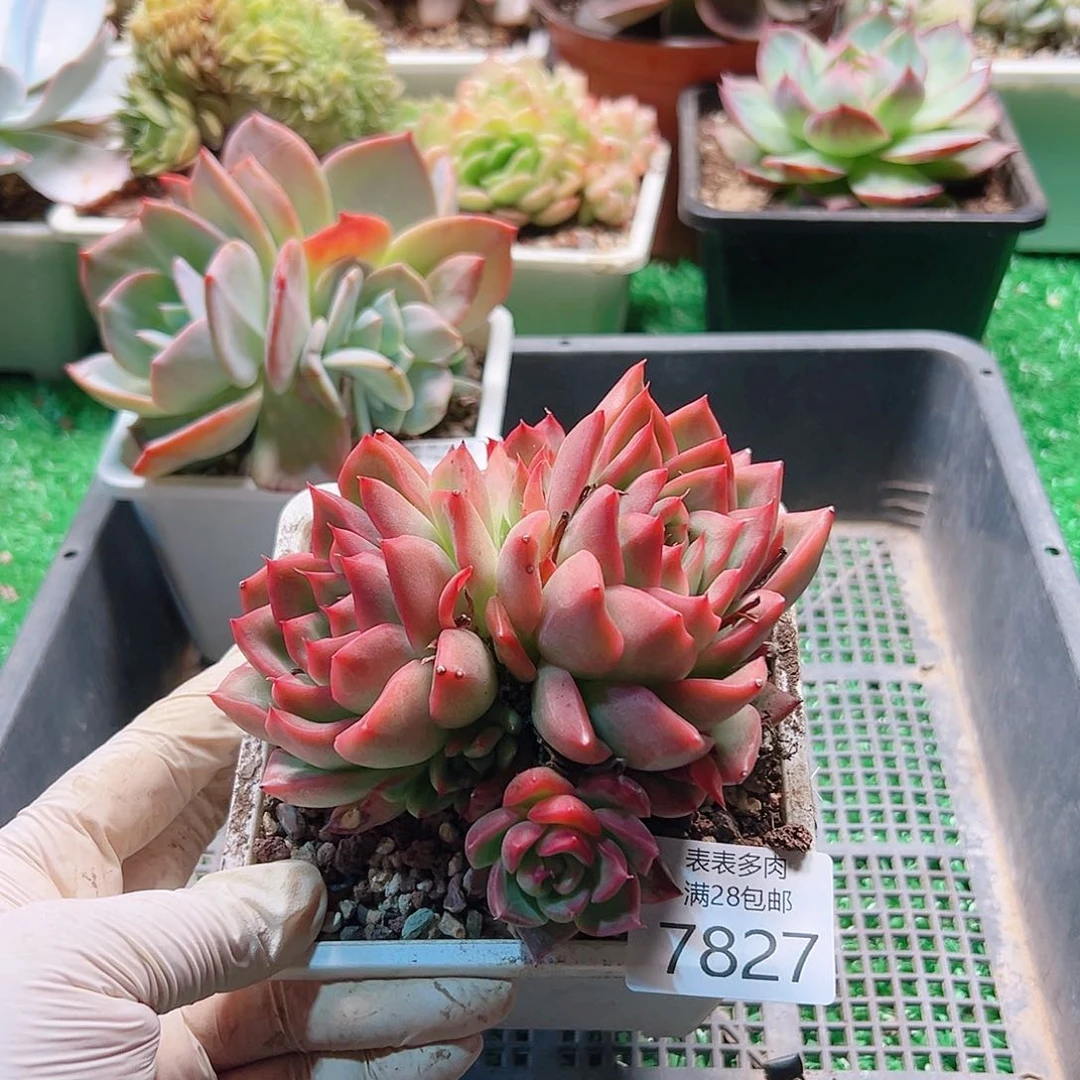 无花朵多肉一物一拍7827