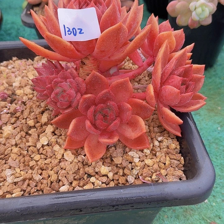 1302红糖卡多肉植物