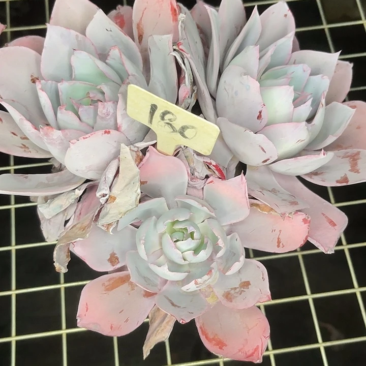 两单包邮，一物一拍晚霞180