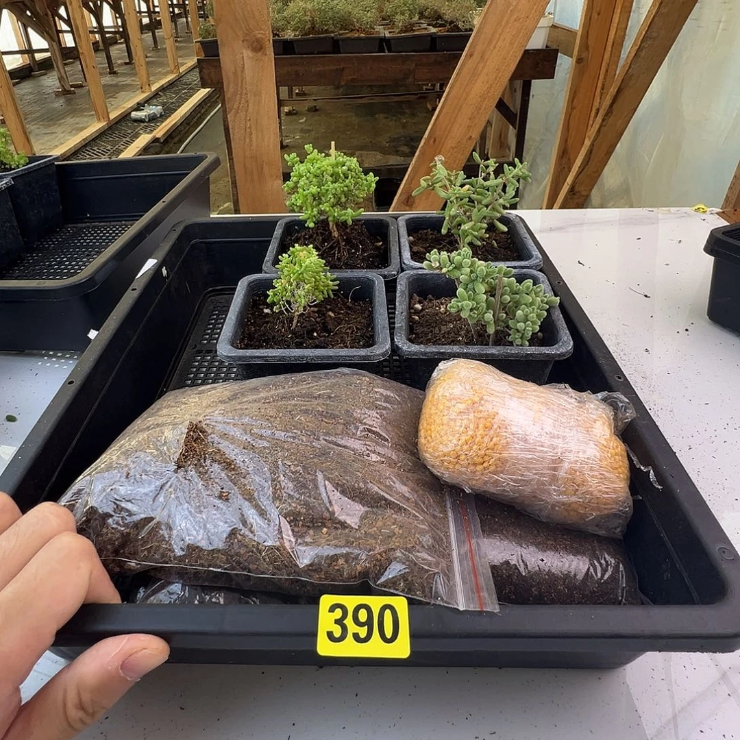 枝干番杏多肉植物390