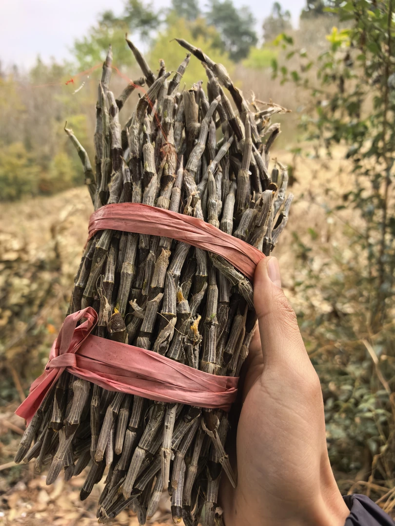 （土特产/铁皮石斛鲜条）农产品 土特产 500克