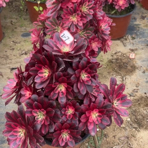 2-7美杜莎处理不售后亮牌