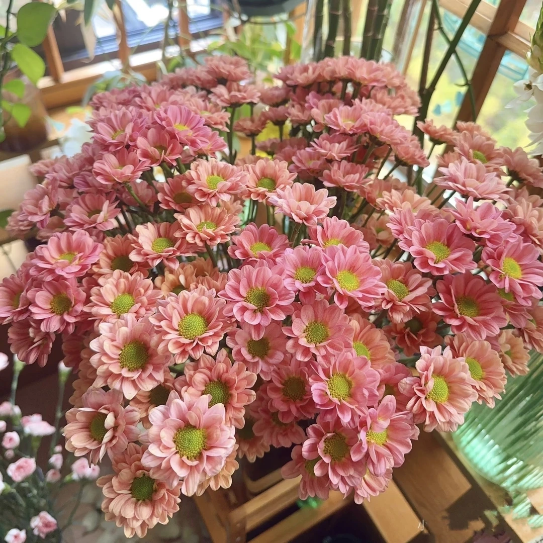 莫莉小雏菊盆栽带花苞多季节开荷兰菊花苗冬季室外耐寒多年生花卉