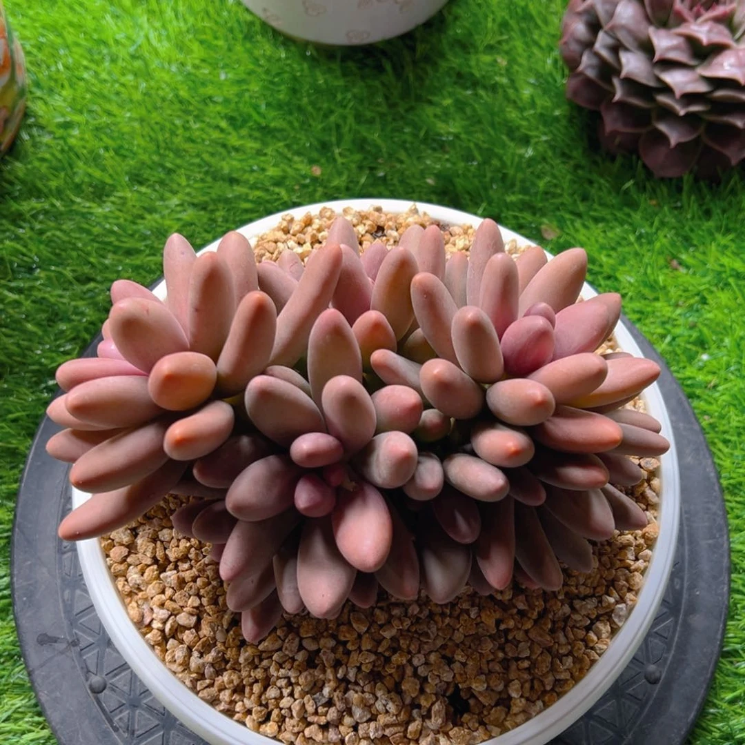 糖果美人11111111111111