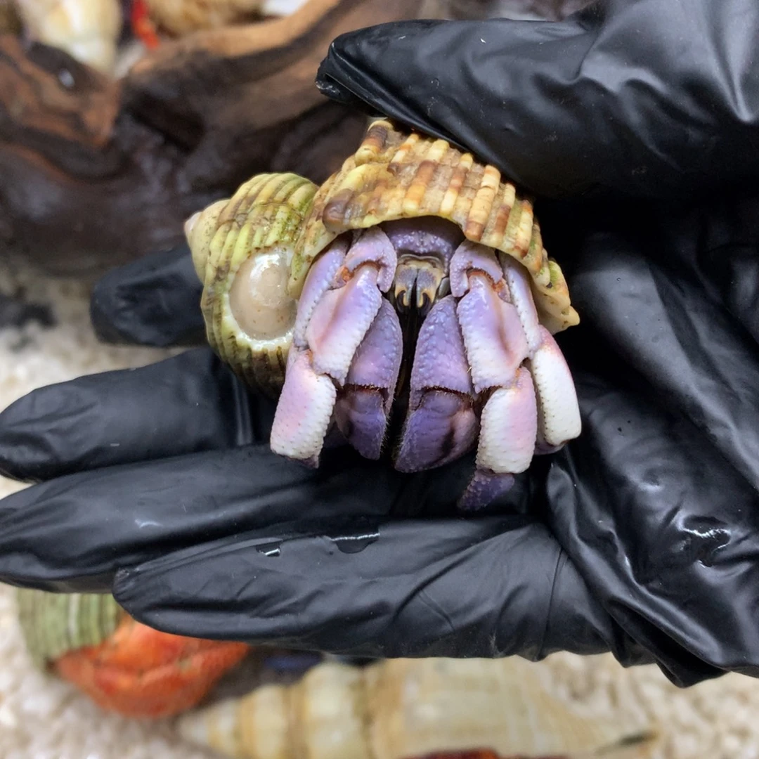 S***n2.6寄居蟹出售，不退不换