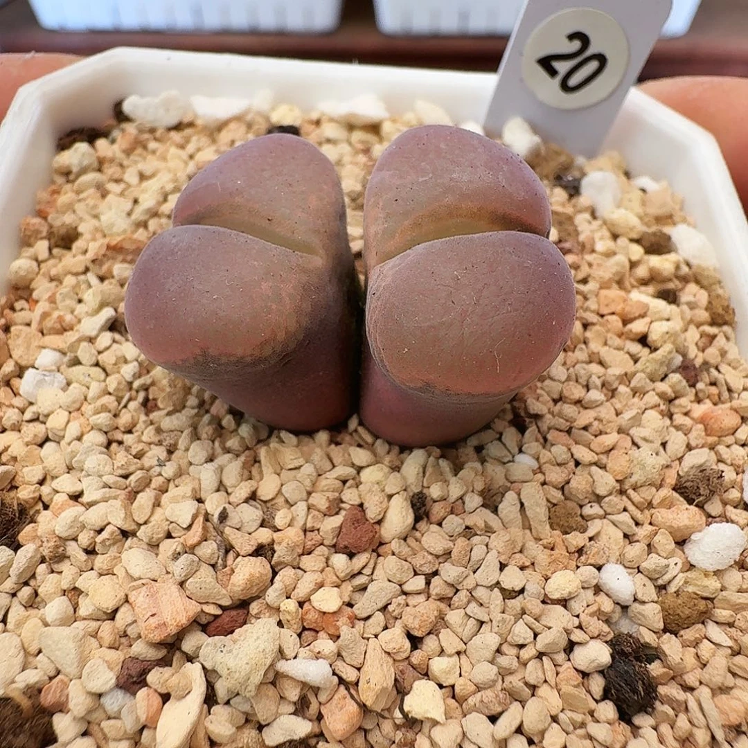 多肉植物福利肉锥赤焰美人优选母本20