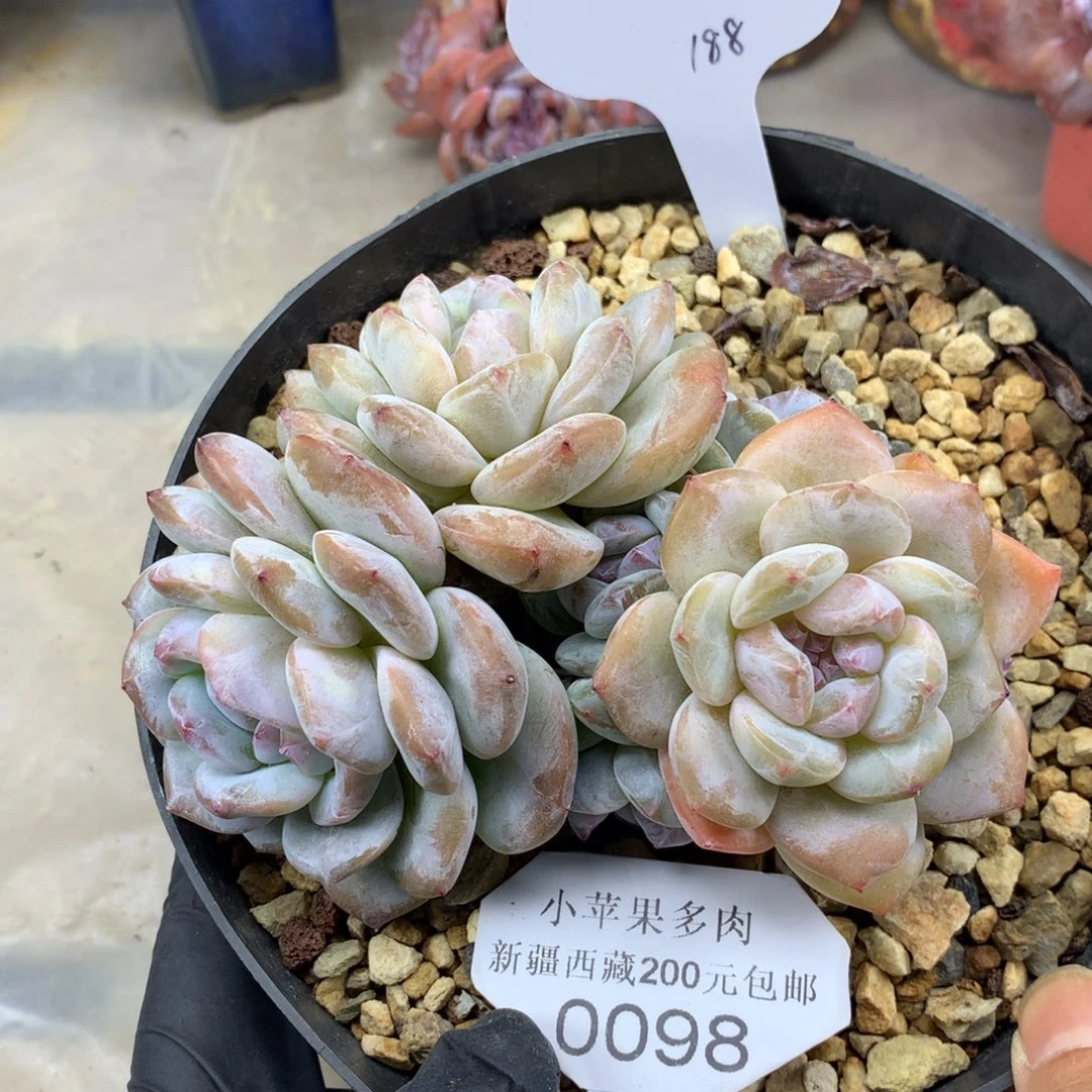 黄底紫心098/12cm7头