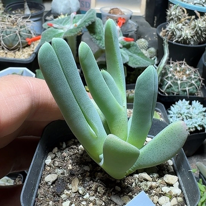 666慈光锦脱土发货