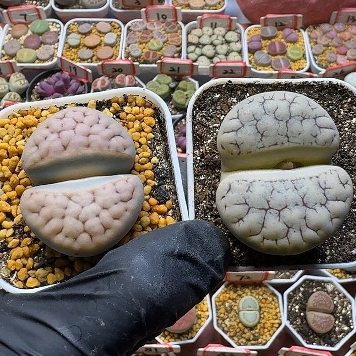 婴***趾生石花1122112。   262