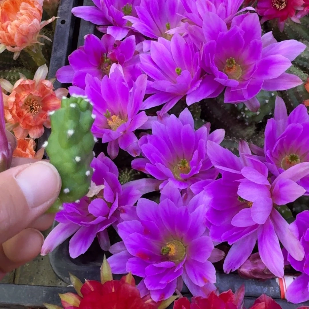 301水仙情郎2个无根侧牙小，20包邮