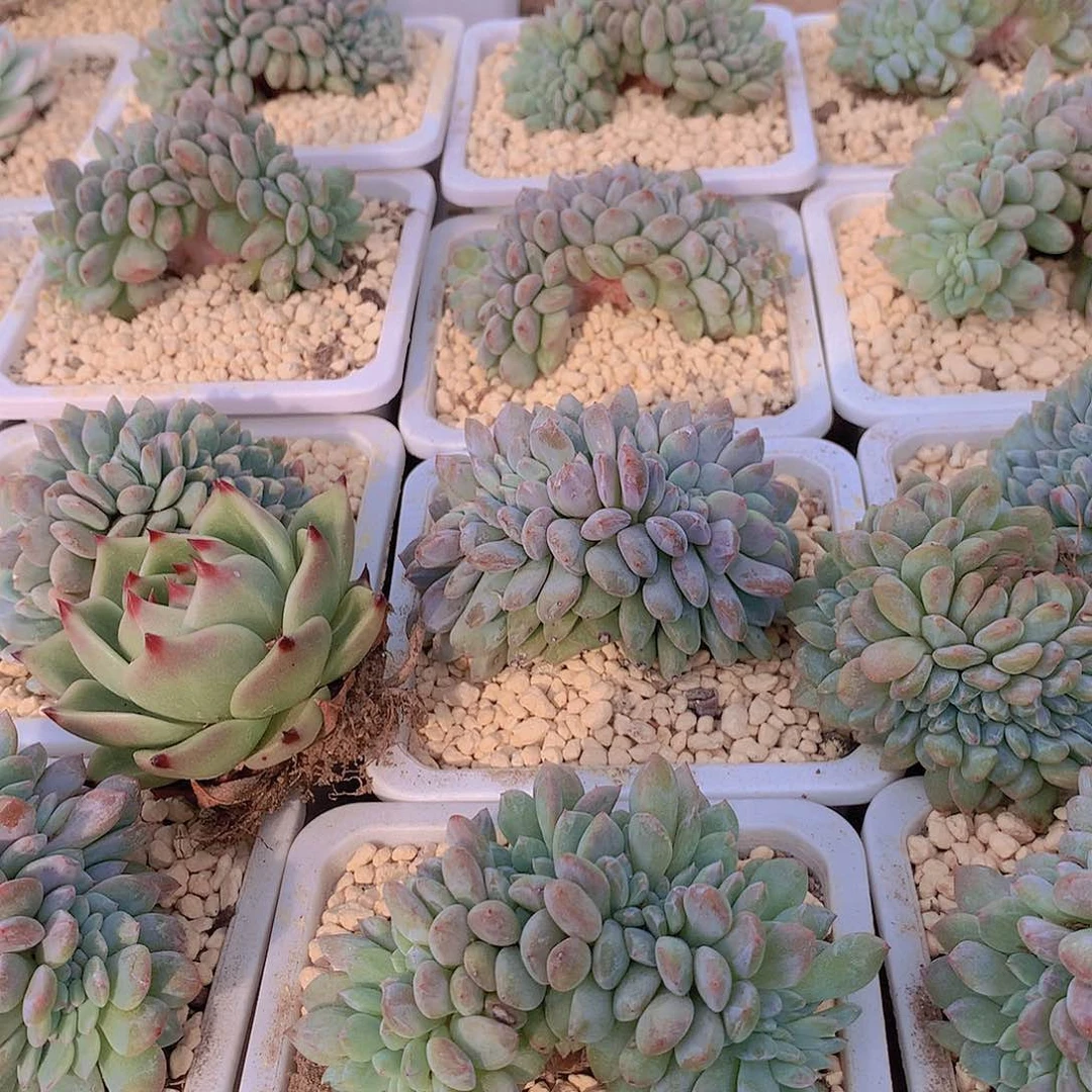 橙梦露缀化34678899999