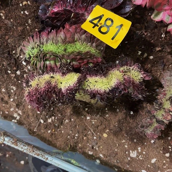 ?****?多肉植物福利481