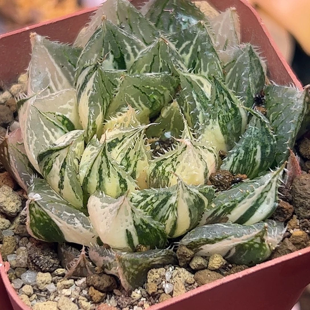 宝莲灯母本锦十二卷多肉