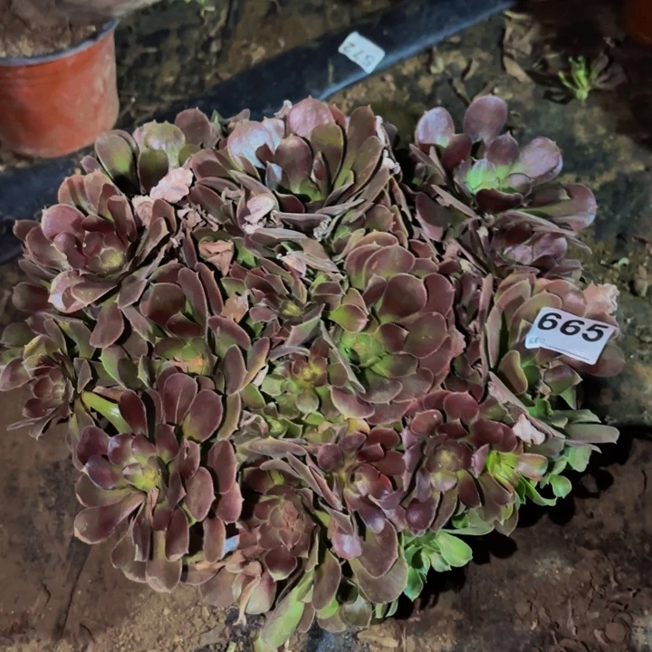 665邵修七彩多肉植物不售后