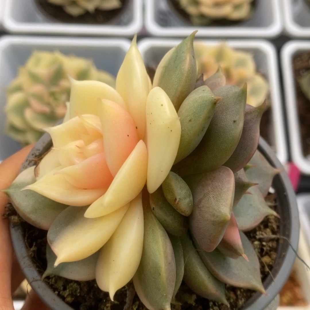 481贝加尔湖锦锦锦锦锦锦锦