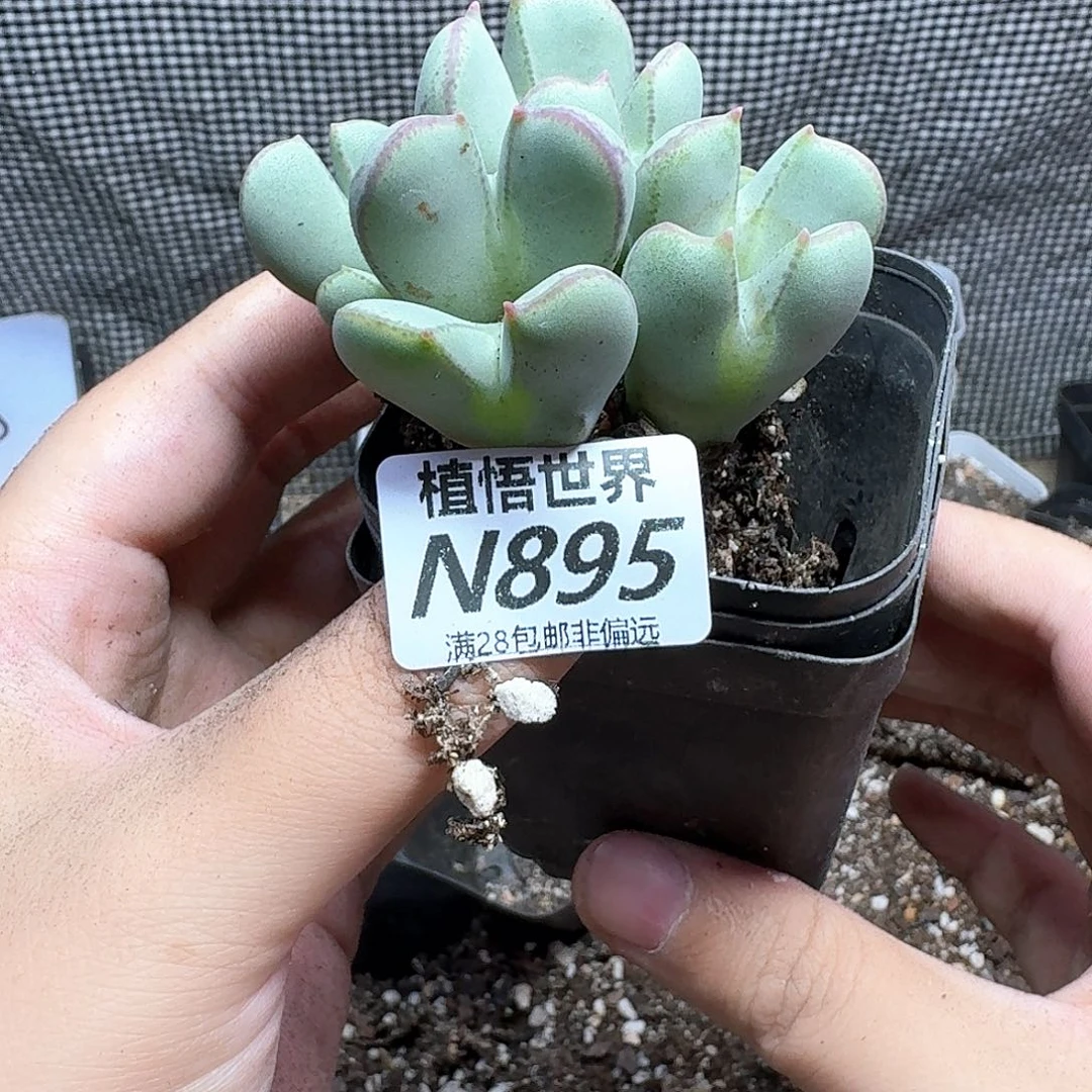 多肉植物的润泽徐