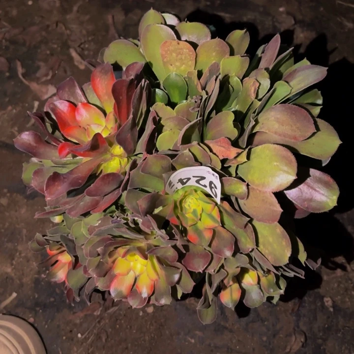 924红香妃多肉植物不售后
