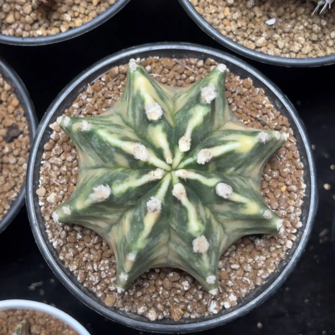 实生米哈锦带盆土发货