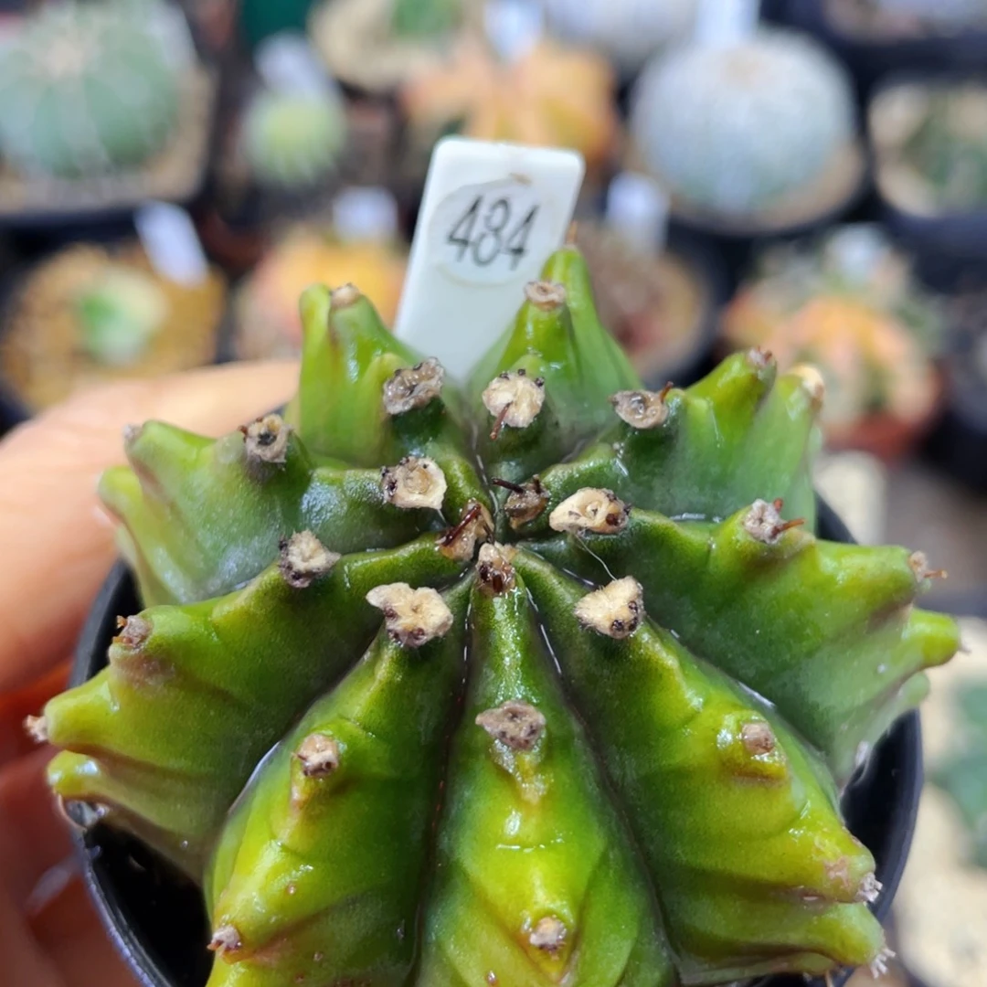 盆5公分满25包邮裸根发货